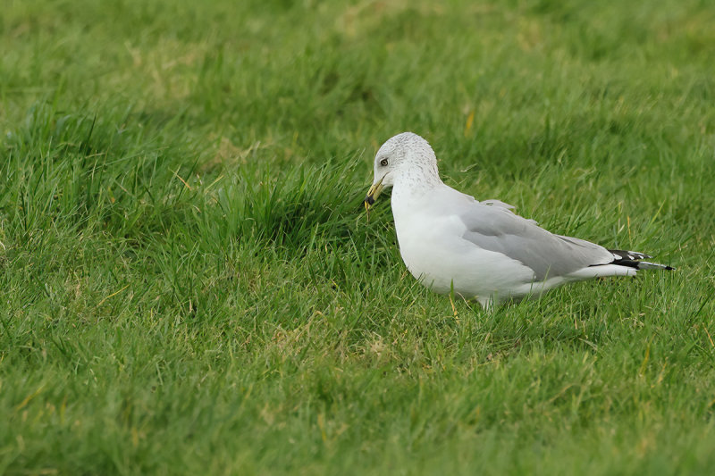 Ring-billed gull (Larus delawarensis)