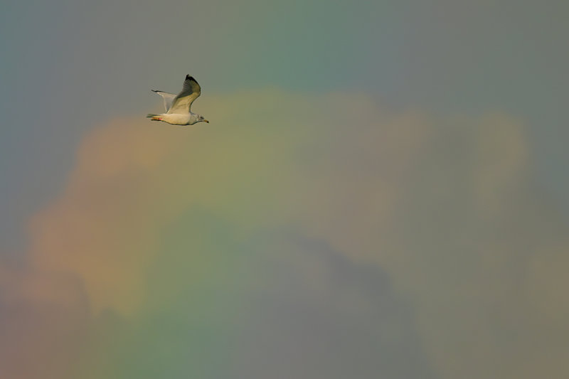 Ring-billed gull (Larus delawarensis)