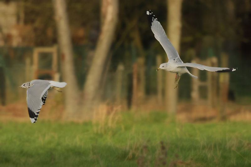 Ring-billed gull (Larus delawarensis)
