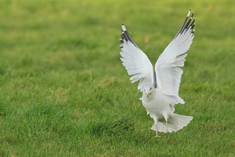 Ring-billed gull (Larus delawarensis)