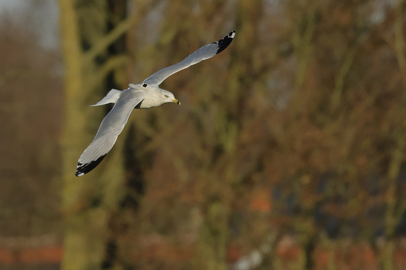 Ring-billed gull (Larus delawarensis)