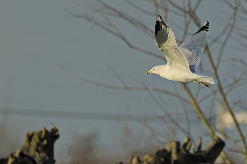 Ring-billed gull (Larus delawarensis)