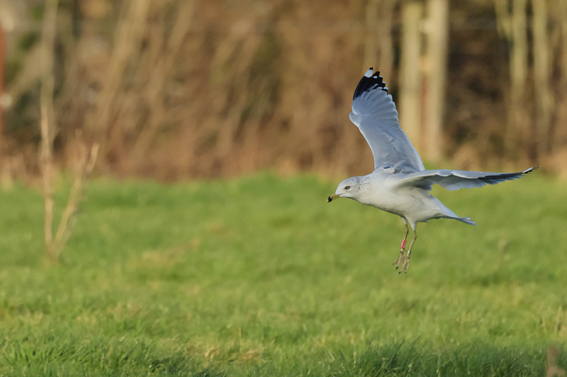 Ring-billed gull (Larus delawarensis)