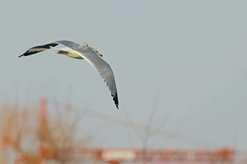 Ring-billed gull (Larus delawarensis)