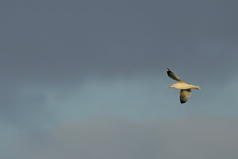 Ring-billed gull (Larus delawarensis)
