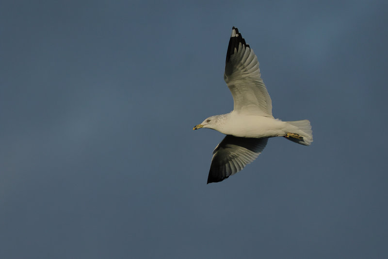 Ring-billed gull (Larus delawarensis)
