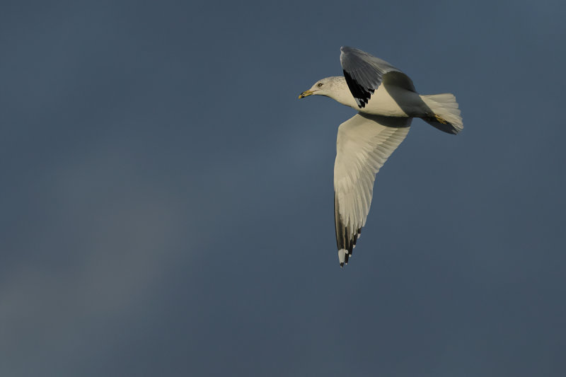 Ring-billed gull (Larus delawarensis)