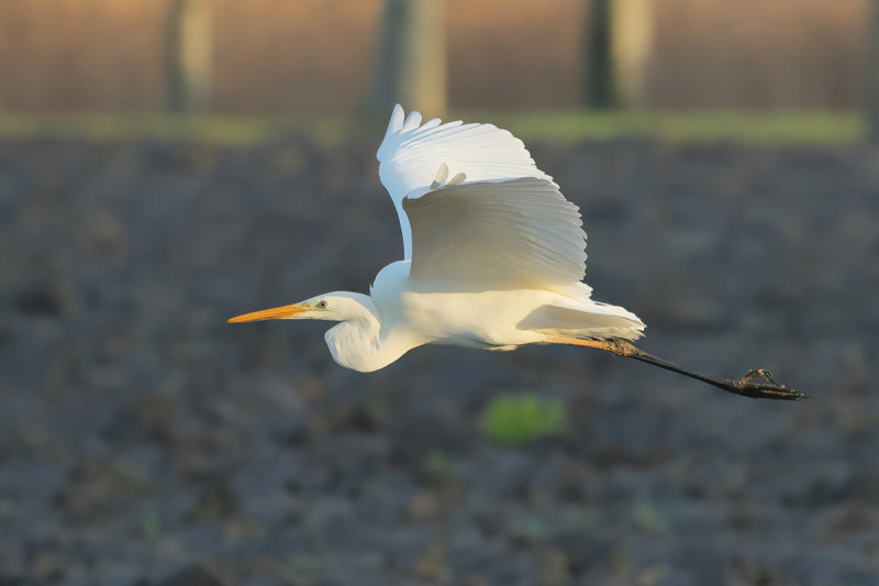 Great Egret (Ardea alba)