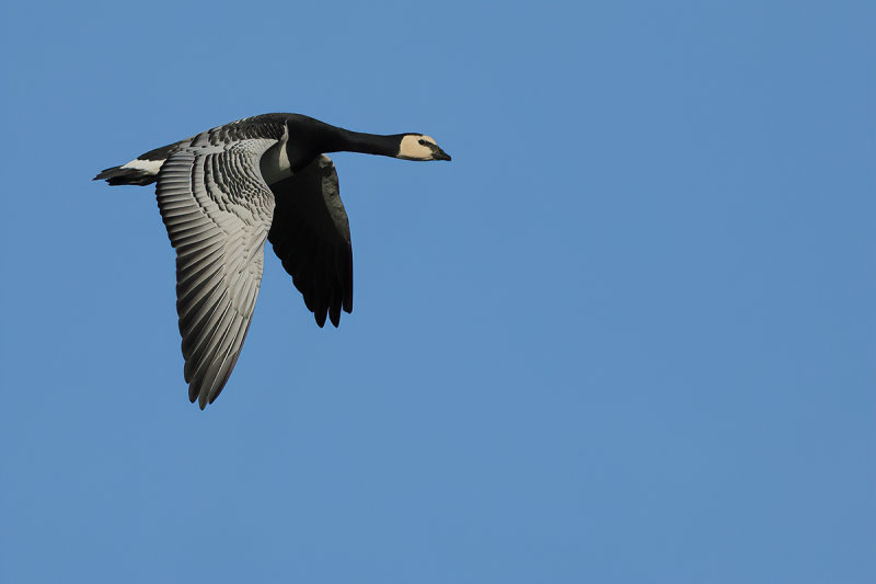 Barnacle Goose (Branta leucopsis)