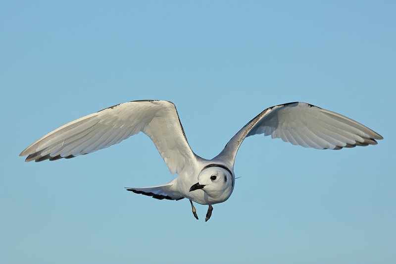 Black-legged Kittiwake (Rissa tridactyla)