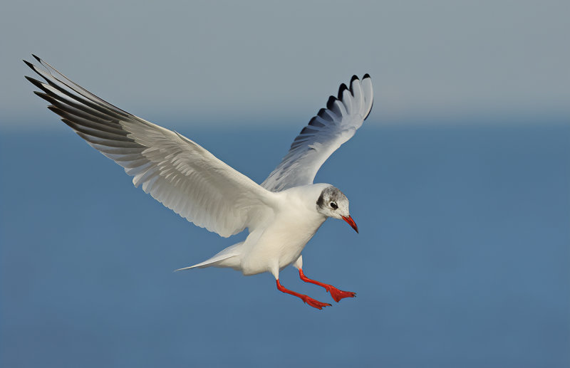Black-headed Gull (Chroicocephalus ridibundus)
