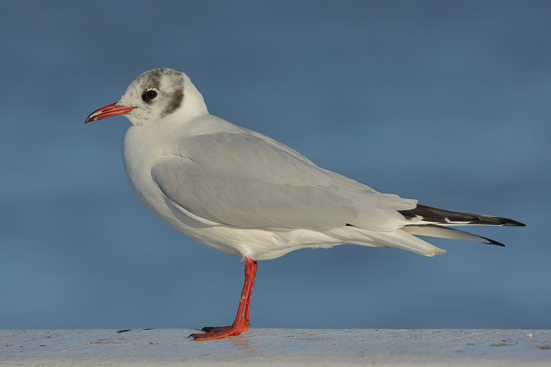 Black-headed Gull (Chroicocephalus ridibundus)
