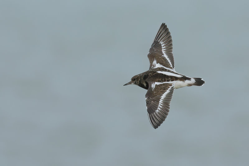 Ruddy Turnstone (Arenaria interpres)