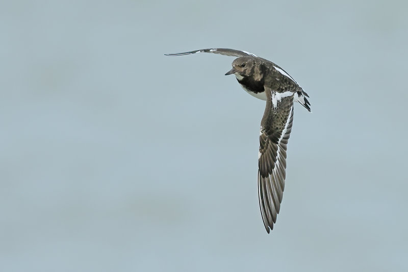 Ruddy Turnstone (Arenaria interpres)