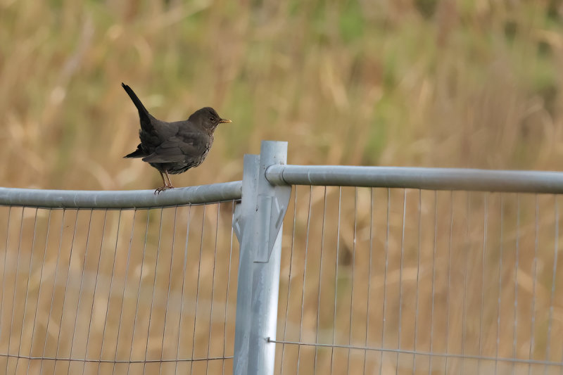 Common Blackbird  (Turdus merula)