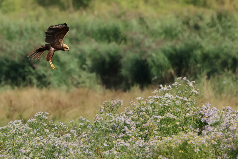 Western Marsh Harrier (Circus aeruginosus)
