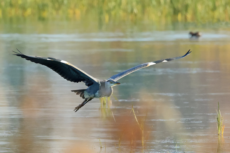 Grey Heron (Ardea cinerea)