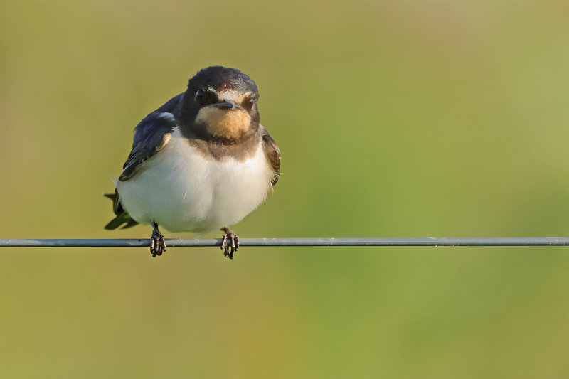 Barn Swallow (Hirundo rustica)