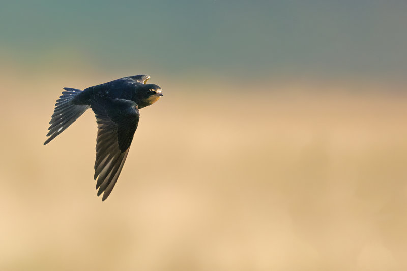 Barn Swallow (Hirundo rustica)