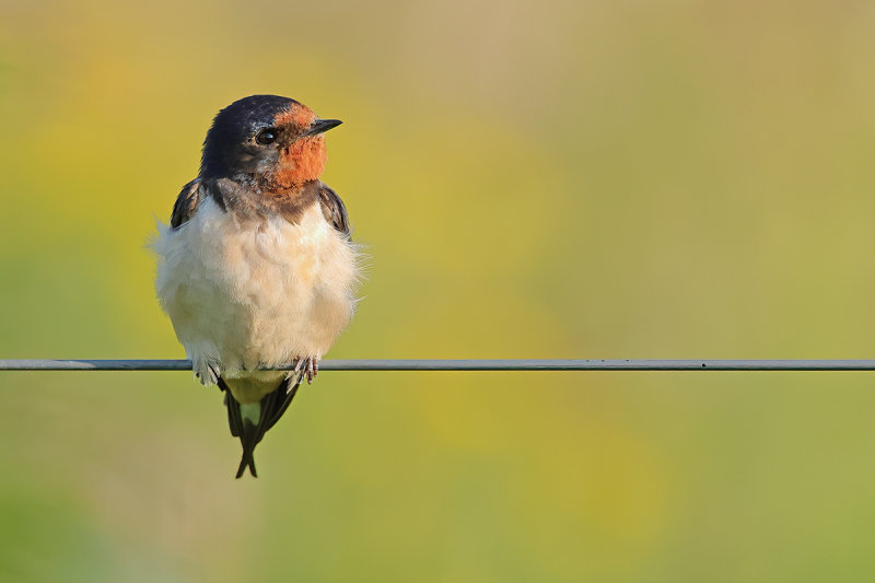 Barn Swallow (Hirundo rustica)