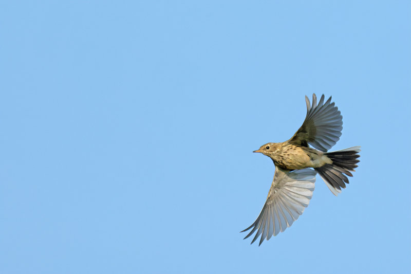 Meadow Pipit (Anthus pratensis) 