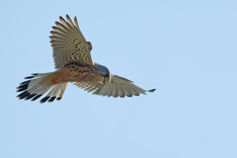 Common Kestrel (Falco tinnunculus) 