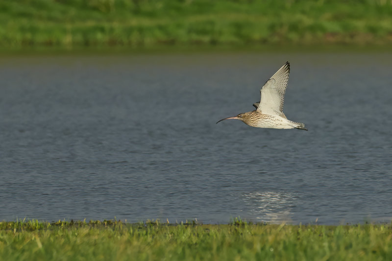 Curlew (Numenius arquata)