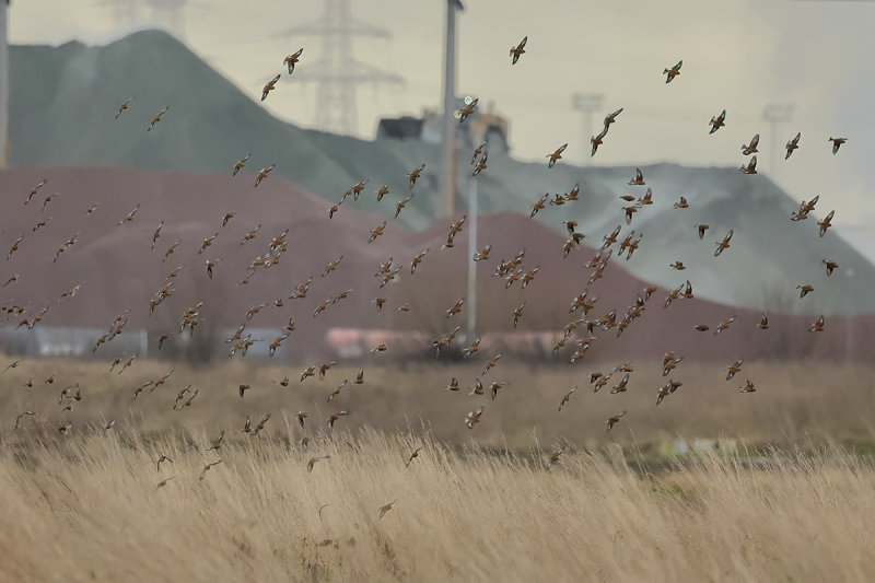 Linnet (Carduelis cannabina)