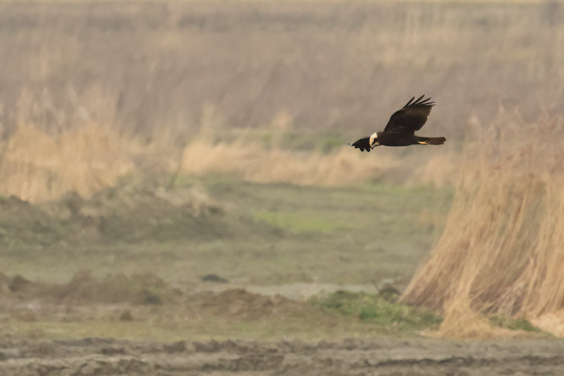 Western Marsh Harrier (Circus aeruginosus)