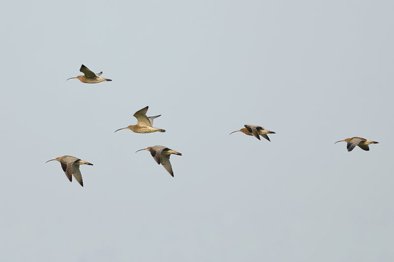 Curlew (Numenius arquata)