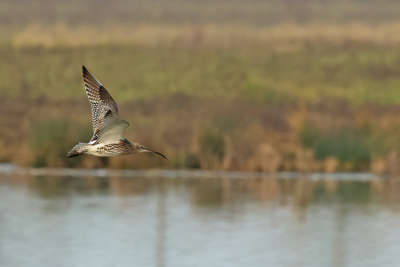 Curlew (Numenius arquata)