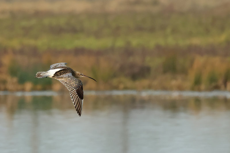Curlew (Numenius arquata)