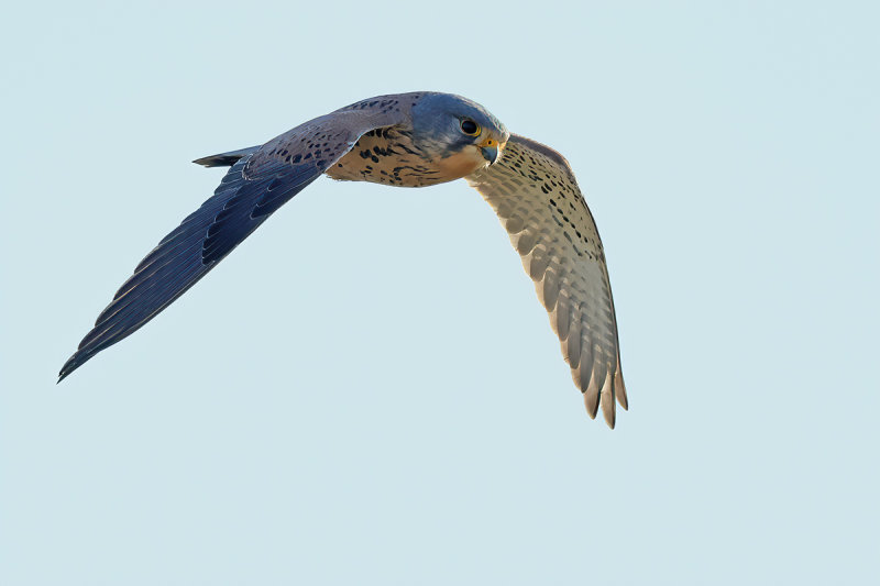 Common Kestrel (Falco tinnunculus) 