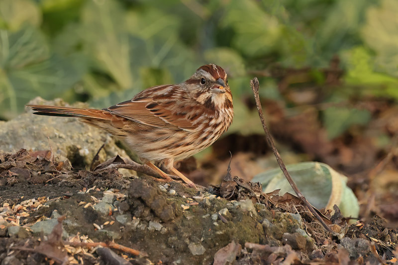 Song sparrow (Melospiza melodia melodia)