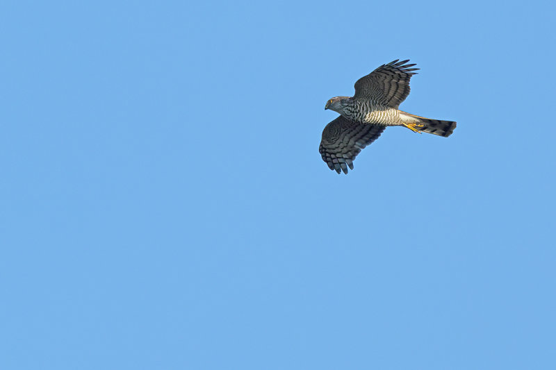 Eurasian Sparrowhawk (Accipiter nisus)