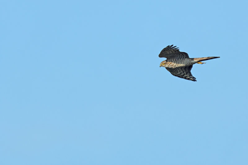 Eurasian Sparrowhawk (Accipiter nisus)