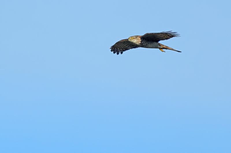Eurasian Sparrowhawk (Accipiter nisus)
