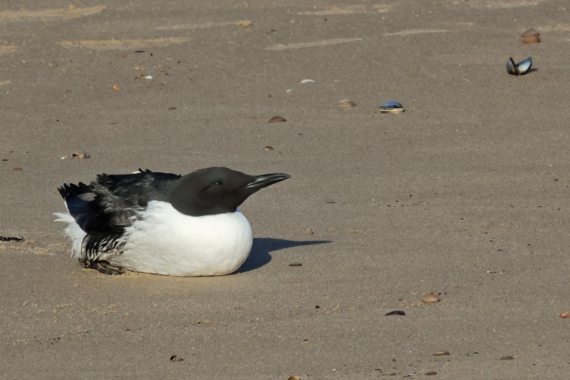 Common Guillemot (Uria aalge)
