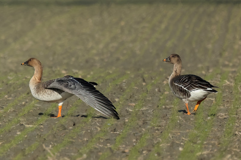 Bean Goose (Anser fabalis)