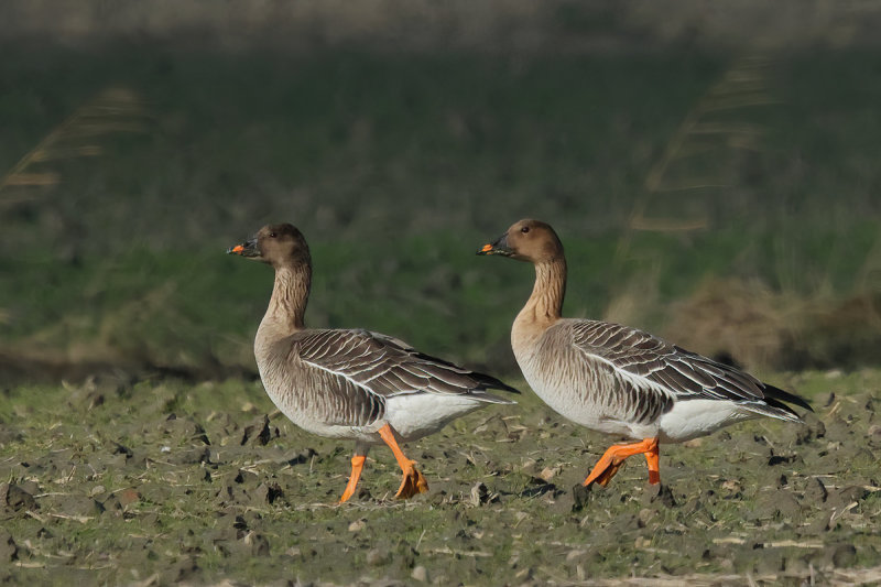 Bean Goose (Anser fabalis)
