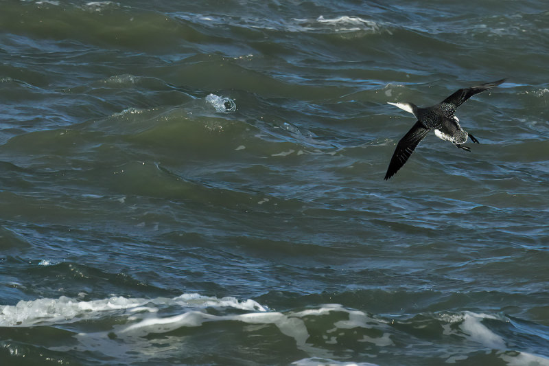 Red-throated diver or Red-throated loon (Gavia stellata) 