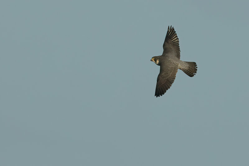 Peregrine Falcon (Falco peregrinus)