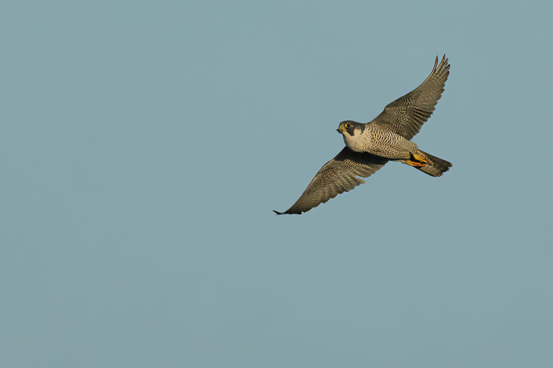 Peregrine Falcon (Falco peregrinus)