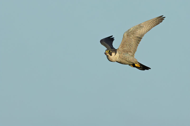 Peregrine Falcon (Falco peregrinus)