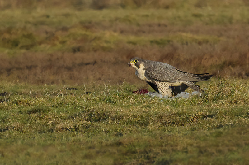Peregrine Falcon (Falco peregrinus)