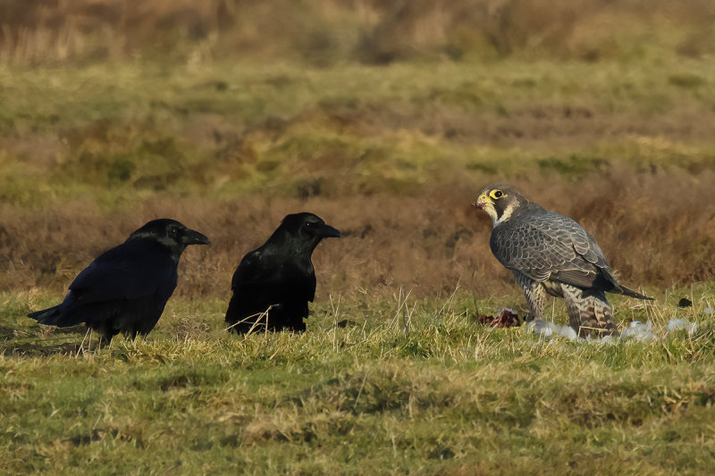 Peregrine Falcon (Falco peregrinus)