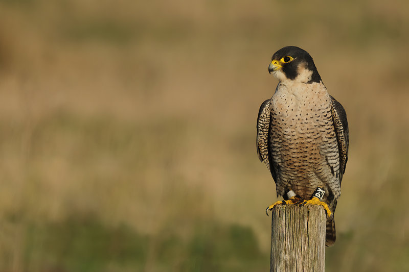 Peregrine Falcon (Falco peregrinus)