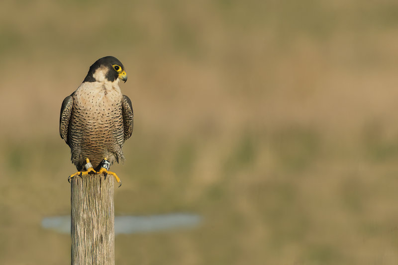 Peregrine Falcon (Falco peregrinus)