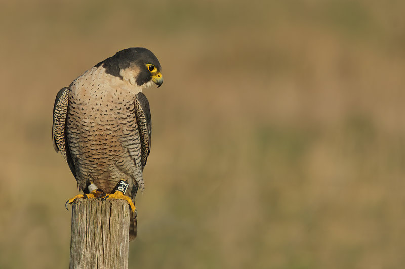 Peregrine Falcon (Falco peregrinus)