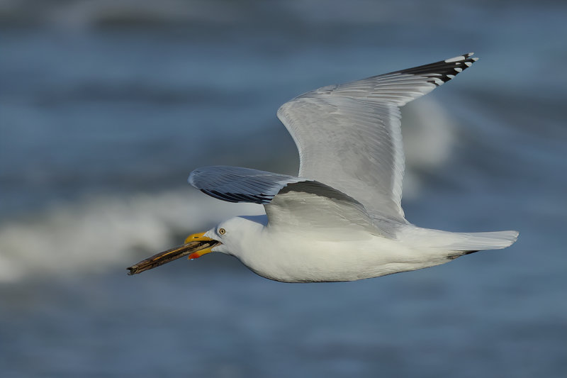 Herring Gull (Larus argentatus)